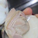 백합수퍼 | [서천] 동죽, 백합, 맛조개 해감 방법 주차장 안내 예약방법 비인해수욕장 선도리 갯벌체험장