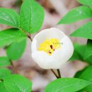 산약건강원