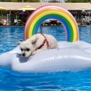 도그 스포지움 이미지