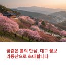 시청별관앞 꽃보라동산 | 대구 꽃보라동산 벚꽃 개화 시기와 주차 팁