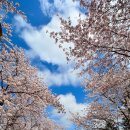 [경주여행] 호수와 벚꽃이 멋드러진 경주벚꽃명소, 경주 보문호 벚꽃 이미지