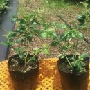 강산농장 이미지