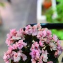 바이올렛 이미지