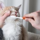 정겨운동물병원 이미지