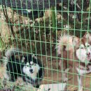 저팔개식당 이미지