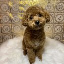 도도애견샵 이미지