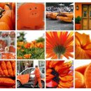 [화이트데이벤트] 꽃보다 쏘울, 화이트보다 오렌지 이미지