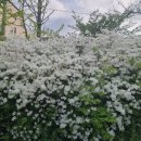 삼향천6 이미지