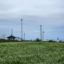 감나무민박 | 강원도 고성 4인가족 숙소추천(최대 6인) 감나무펜션 솔직후기