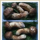 버섯의 황금 알 "송이버섯" (Tricholoma matsutake) 이미지