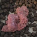 라온 유치원 | [달달라온 리뷰] 강아지가 좋아하는 사료/ 비벼먹개 리얼 후기 (기호성 좋은 화식)