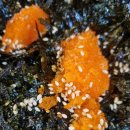 가장매력적인족발 이미지