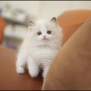 아담스펫 강아지분양 고양이분양 강남점 이미지