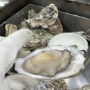 바다향 | 구월동 만수동 간석동 굴찜 석화찜 전문 바다향 평일 저녁 후기