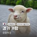 달마농원 | 가평 양떼목장 주차 할인 아이와 가볼만한곳 후기까지