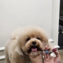 디오네 도그케어 살롱 이미지
