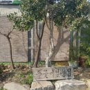 들꽃이 있는집 이미지