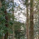 한라동백@ 이미지