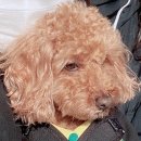 위즈퍼피(WIZ PUPPY) | 🐾 마곡 반려견 미용 고민 끝! 꾸준한 내돈내산 위즈퍼피 (WIZ PUPPY)