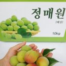 필주농장 | (2019 정매원 후기1탄) 홍매화 만개는 3월말? 4월초? 아직은 이른가봄..ㅠㅠ