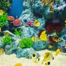 아쿠아리움 이미지