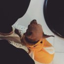 캣독카페 이미지