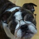 하바드안경 이미지