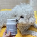 J헤어닥터 | 비숑 닥터독 베츠초이스 뉴트리션J+ 강아지 관절 영양제 비교