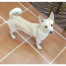 곁에 있을개 이미지