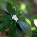 선흘리 백서향 및 변산일엽군락 | 백서향(白瑞香)