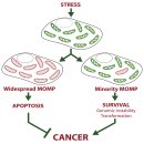 Re: cancer initiation에 관한 이야기 minority MOMP and cancer !! 이미지