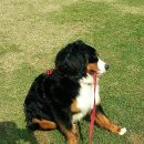 야탑 반려견 이미지