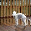 번개랜드 이미지