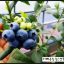 블루베리 민