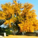 홍산객사 은행나무 이미지