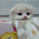 고양이샵 이미지