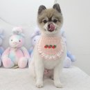 섬댕 강아지 미용실 이미지