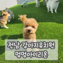 중동유치원 | 광양 중동 강아지유치원 멍멍아이리온 호텔링 대형견 가능 내돈내산 후기