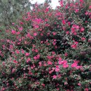 한라산CC 이미지