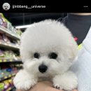 소문켄넬 이미지