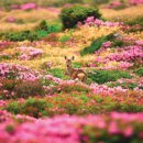 태평양화원