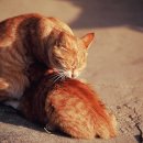 애정그루밍 이미지