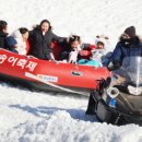 평창송어축제 강원일보