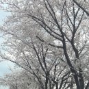 광주천변 자전거 도로 | 26년 광주 천변 벚꽃 서창감성조망대 벚꽃길 드라이브 주차