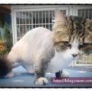 청춘애견 계룡점 이미지