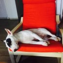 낑깡이랑 이미지