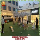 도그스테이블 석사점 | 석사동 애견카페 준독라운지 착한 가격과 리뷰는 덤으로 추천 순위까지