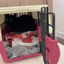캣앤캣 고양이 병원 이미지