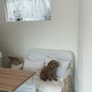 몽시오 이미지