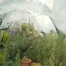 로즈마리숲 이미지